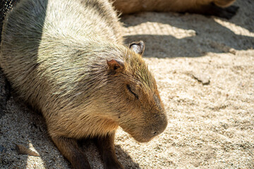 Capybara sitting down to evade hot weather