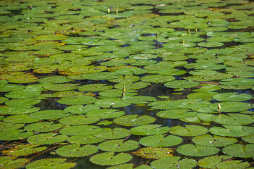 water lilies in the pond