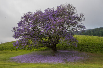 Jacaranda tree with purple leaves underneath on the ground