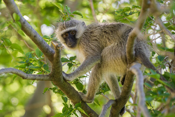 Vervet monkey in a tree