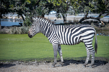 Fototapeta na wymiar Zebra standing alone near pond