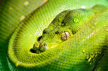 Head of green tree python