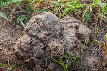 The dung of elephant on the ground with green grass.