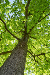 Fototapeta premium Oak Tree from below, low angle shot 