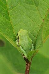 Gray treefrog (hyla versicolor) on leaf
