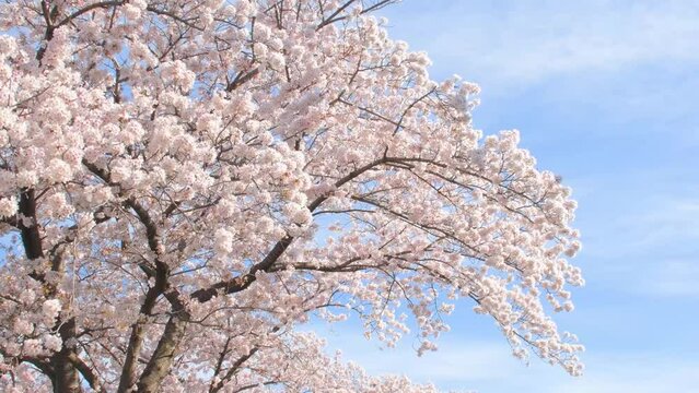 桜の花　そめいよしの
