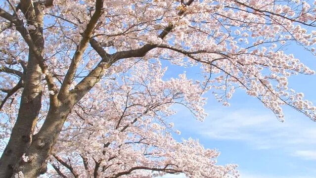 桜の花　そめいよしの
