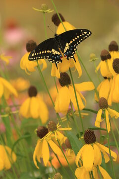 Eastern black swallowtail male butterfly (papilio polyxenes) on yellow headed coneflower (Ratibida pinnata)