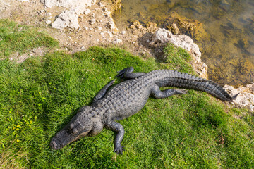 Alligator