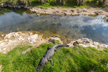 Alligator