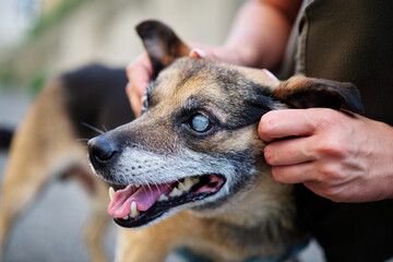 Blind dog, eye cataract. Volunteer holding a dog face. High quality photo - obrazy, fototapety, plakaty