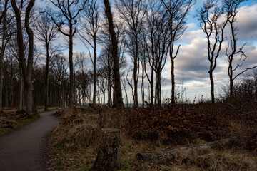Fototapeta na wymiar die urigen alten Bäume des Gespensterwaldes Nienhagen an der Ostsee. 