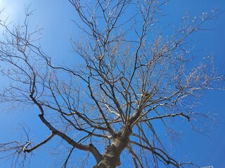 thin tree trunk stretching straight up towards the sky