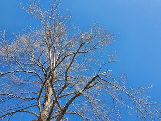 Fototapeta na wymiar thin tree trunk stretching straight up towards the sky