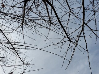 thin tree trunk stretching straight up towards the sky