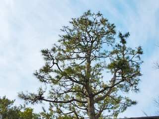 thin tree trunk stretching straight up towards the sky