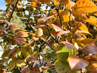 Set of Tropical leaves isolated on white background.