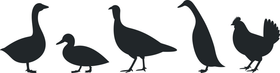 Poultry silhouette. Isolated  poultry on white background