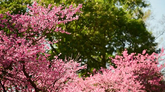 The beautiful pink cherry blossoms sway in the wind. Poetic and picturesque. Quchi Cherry Blossom Park in Wulai, Xindian, New Taipei. Taiwan
