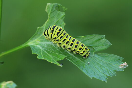 Eastern black swallowtail caterpillar (papilio polyxenes) 