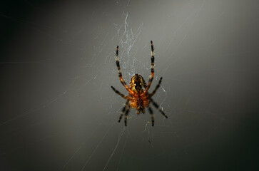 spider on the web