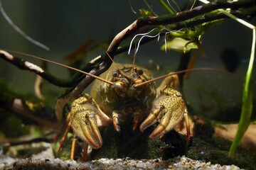 narrow-clawed crayfish rest en face and show claws, driftwood design of planted biotope aquarium, wild caught freshwater species, grumpy adaptable invasive alien predator, shallow dof dark background