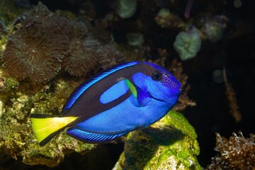 royal blue tang with yellow tail fluorescent color, mushroom coral live rock hardscape, reef marine...