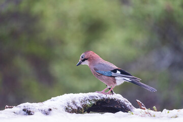 eurasian Jay