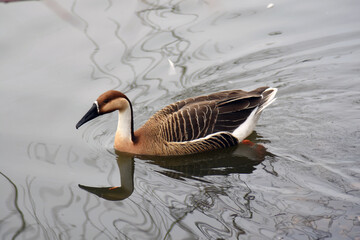 Country goose swims in water