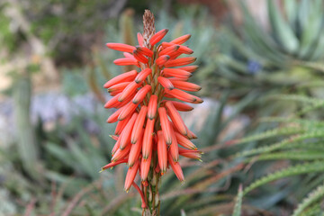 Naklejka na ściany i meble The orange flower of the Spiny Aloe plant,