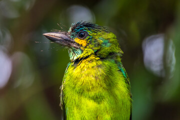 The yellow-eared barbet (Psilopogon australis)