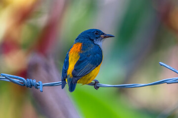 The orange-bellied flowerpecker (Dicaeum trigonostigma)