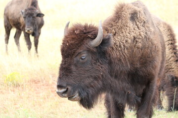 Young Bison, Buffalo