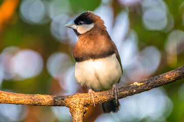 The Timor sparrow (Padda fuscata), also known as Timor dusky sparrow