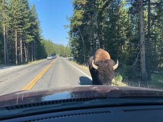 Bison in front of car, Buffalo traffic jam in Yellowstone National Park