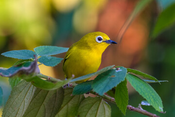 The Javan white-eye (Zosterops flavus) 