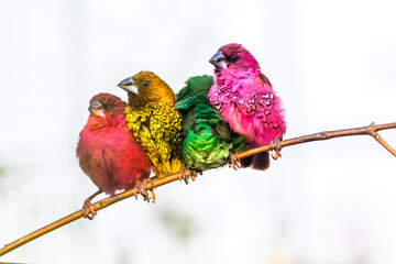 The scaly-breasted munia or spotted munia (Lonchura punctulata)