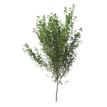 acer x freemanii freeman maple tree Jeffersred isolated on white, isolated 3d render, light for daylight, easy to use