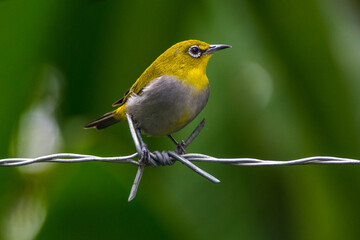 The Javan white-eye (Zosterops flavus) 