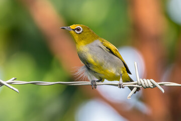 Naklejka premium The Javan white-eye (Zosterops flavus) 