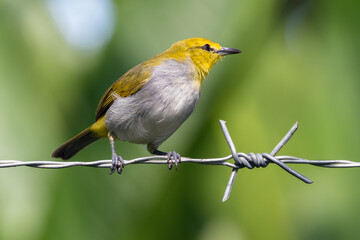 Fototapeta premium Yellow-ringed White-eye (Zosterops wallacei)