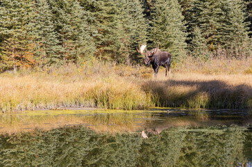 Bull Moose Reflection in Autumn in Wyoming
