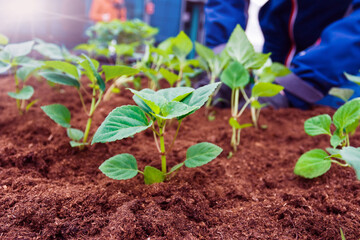 close-up of a person's hand holding an abundance of soil with young plant. Green world earth day concept.