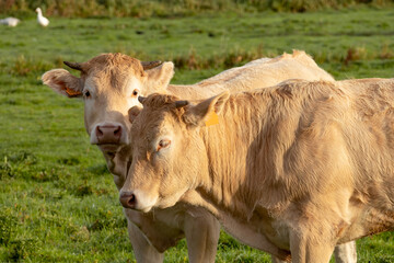 two cows graze in the meadow