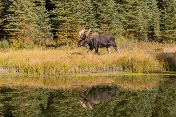 Bull Moose Reflection in Autumn in Wyoming