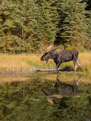 Obraz na płótnie Canvas Bull Moose Reflection in Autumn in Wyoming