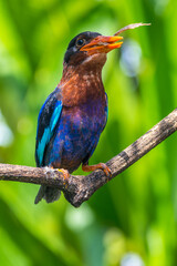 The Javan kingfisher (Halcyon cyanoventris)