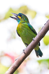 The yellow-eared barbet (Psilopogon australis)