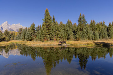 Fototapeta na wymiar Bull Moose Reflection in Autumn in Wyoming