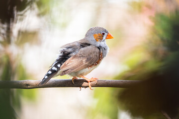 The Sunda zebra finch (Taeniopygia guttata)